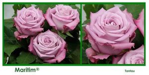 ROSE MARITIM 40